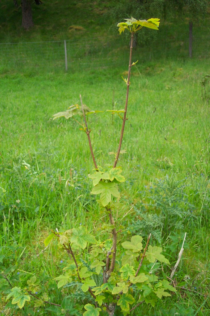 lochaneilein001.jpg