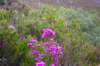 _1257_small.jpg