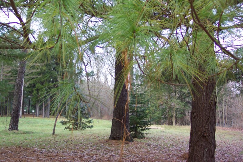 somenicepinetreesinthegroundsofoardc.jpg