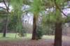 somenicepinetreesinthegroundsofoardc_small.jpg